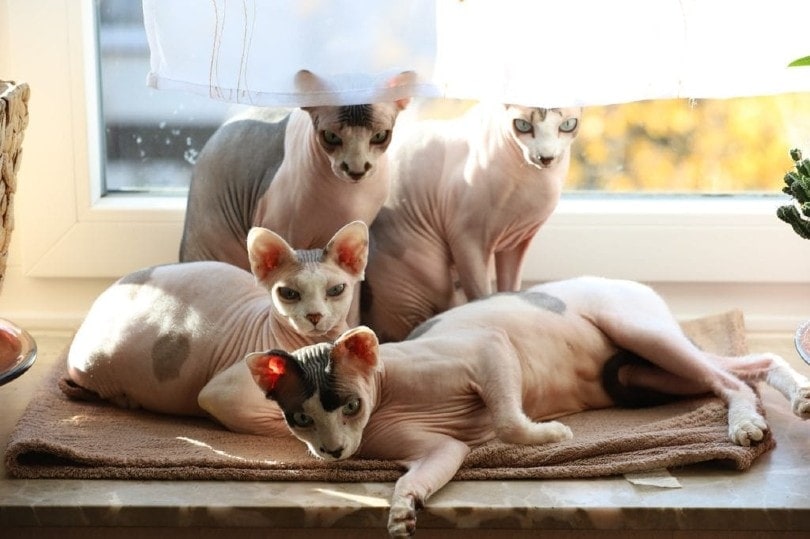 sphynx cats
