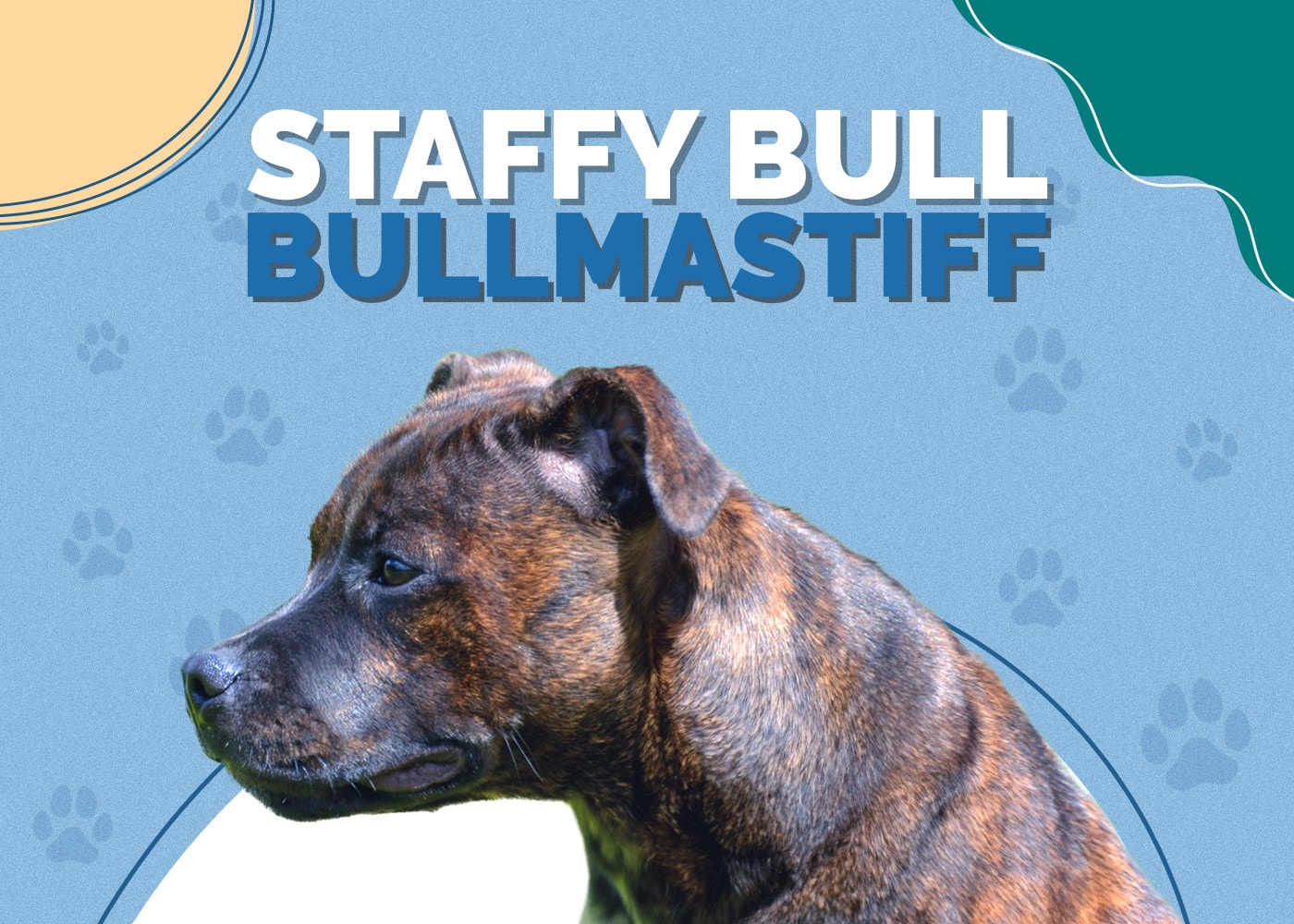 Staffy Bull Bullmastiff (Staffordshire Bull Terrier & Bullmastiff Mix)