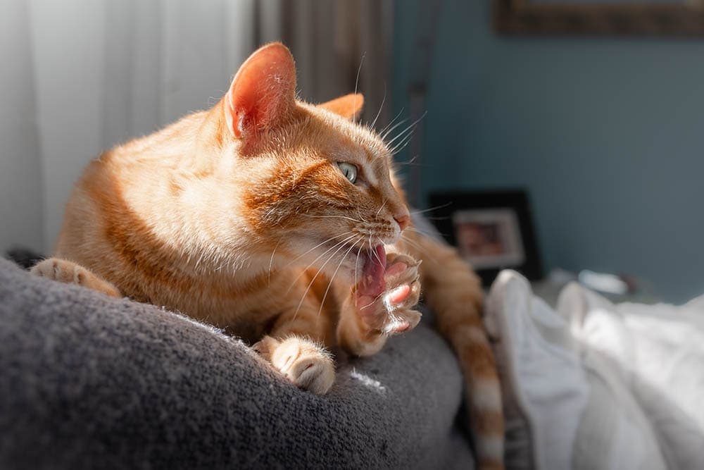 tabby cat biting its nails