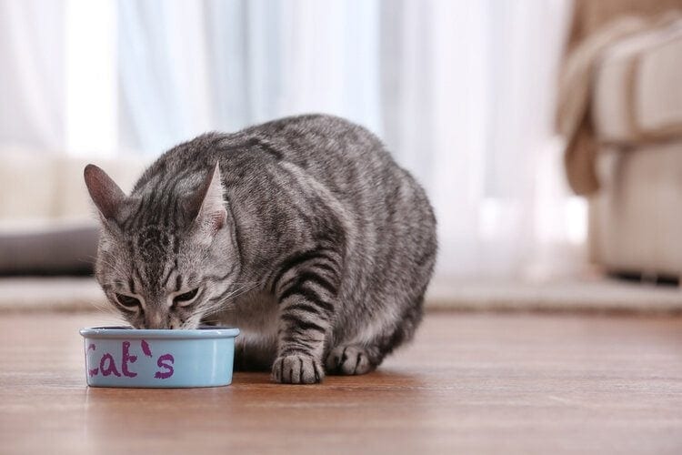 A tabby cat eating cat food out of a bowl