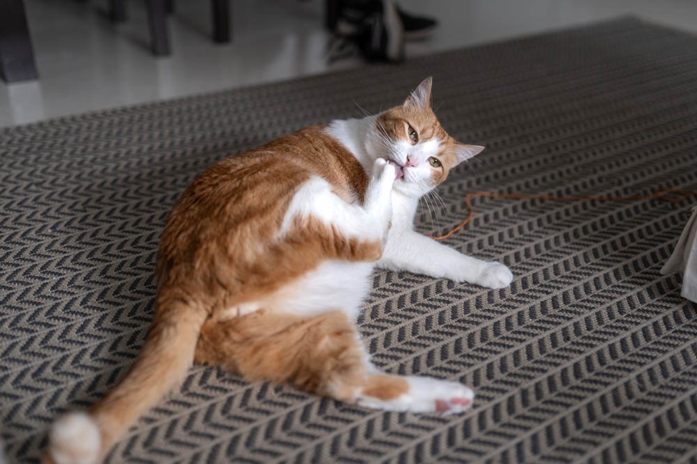 tabby cat grooming its paw