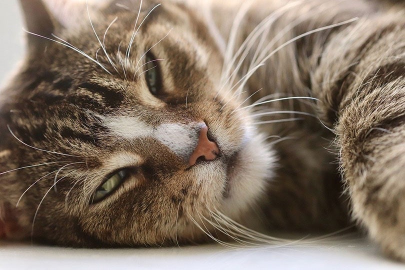 tabby cat lying on the floor with half close eyes