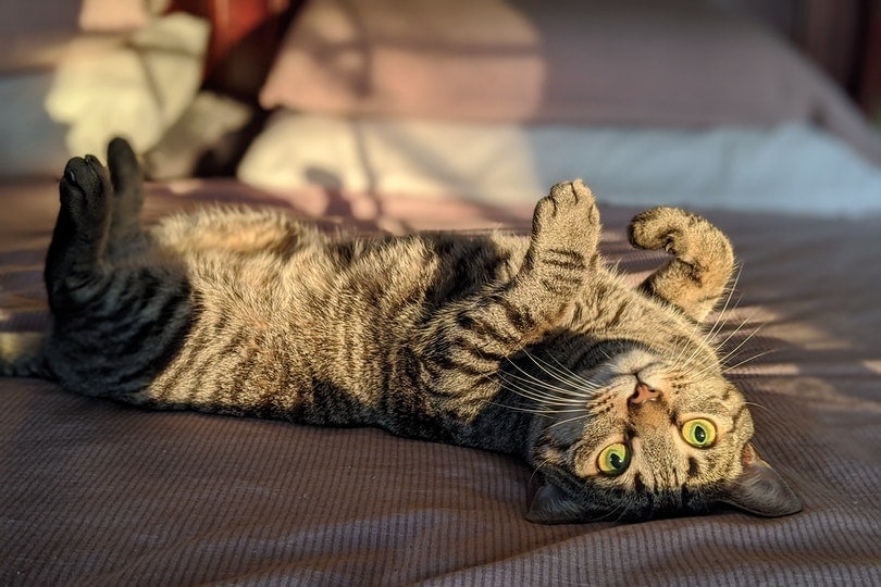 tabby cat rolling on its back