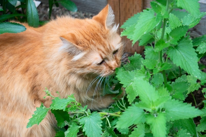 mèo mướp thưởng thức catnip trong vườn