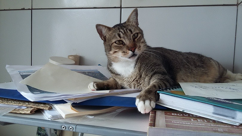 tabby cat sitting on pieces of paper on the table