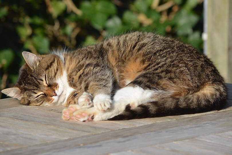 tabby-cat-sleeping-outside.jpg