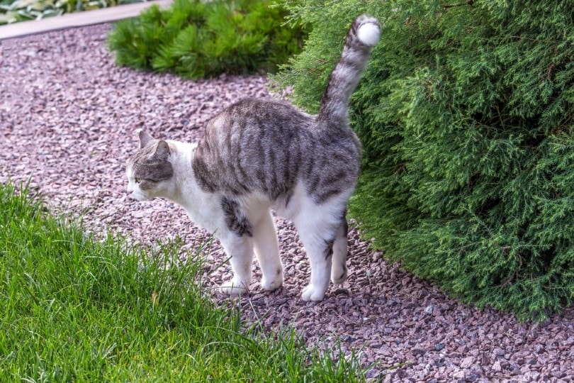 tabby cat spraying outdoors to mark territory