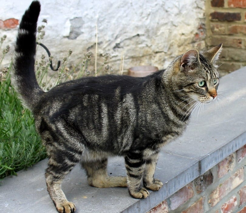 tabby cat wagging its tail