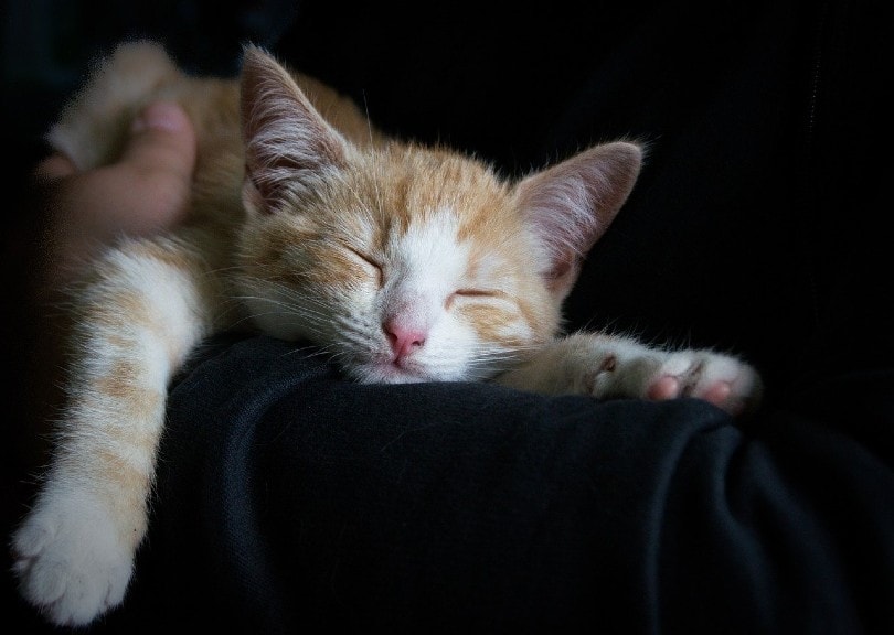 tabby kitten sleeping