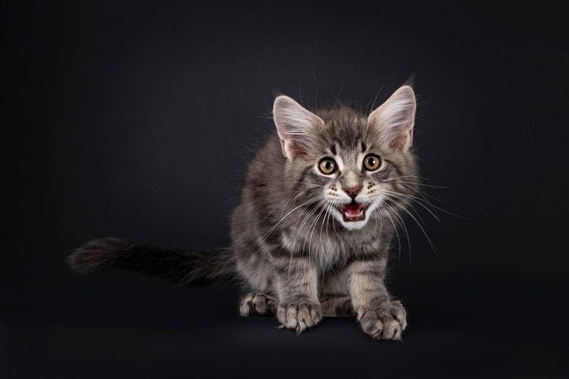 tabby maine coon kitten chirping