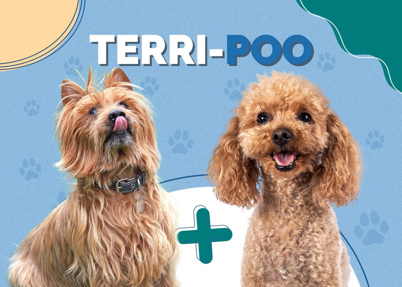 Terri-Poo (Australian Terrier & Poodle Mix)