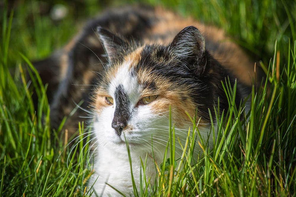tortoiseshell cat in the grass
