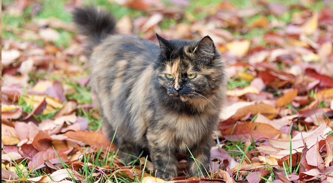 tortoiseshell cat