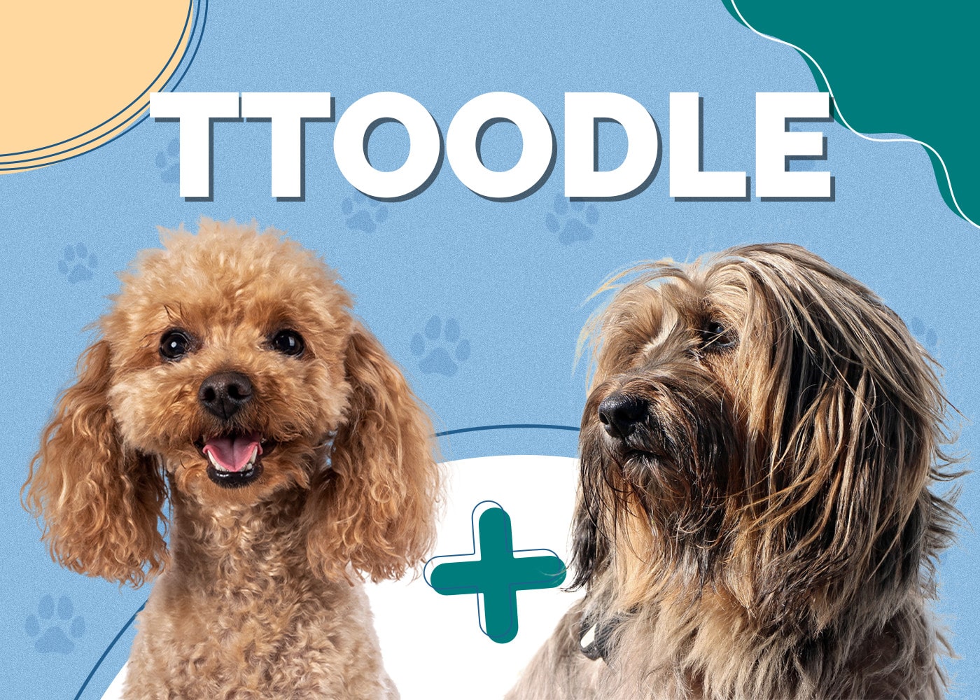 Ttoodle (Poodle & Tibetan Terrier Mix)