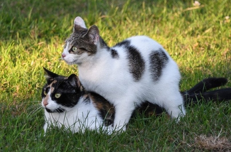 two cats in the grass