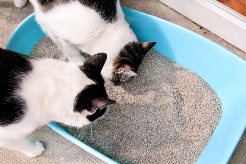 hai con mèo đang ngửi rác