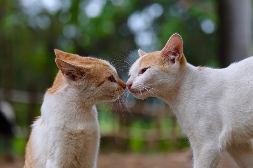 two cats touch each other's noses