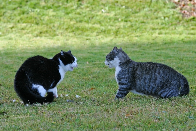 two neighbouring cats hissing at each other