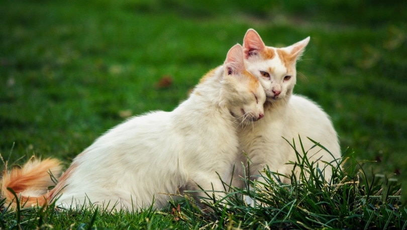 hai con mèo trắng trên cỏ