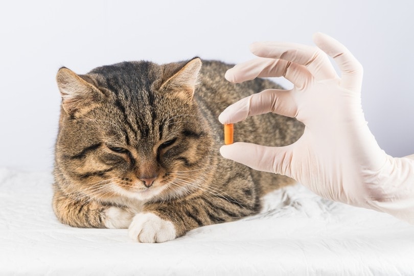 vet giving a pill to a sick cat