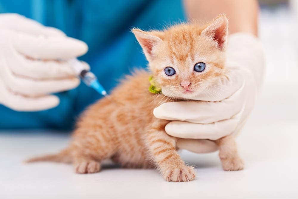 vet giving kitten vaccine