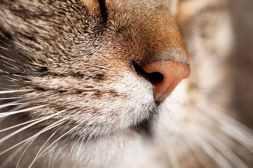 wet nose of a male cat