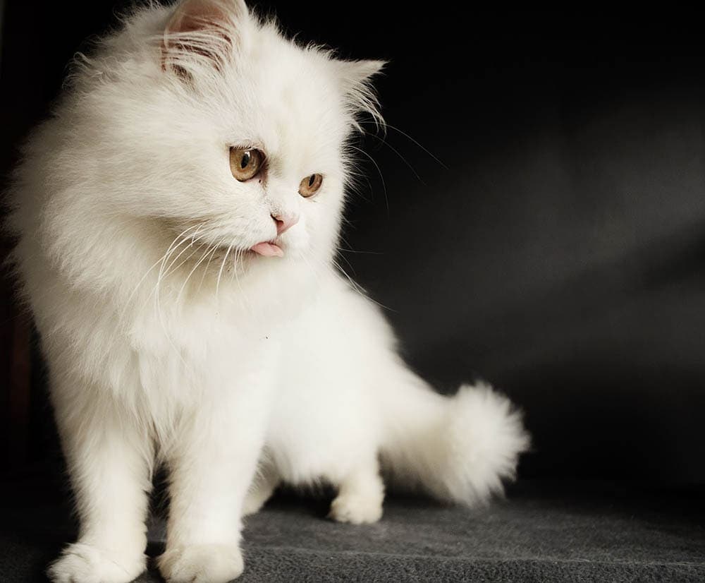 white cat bleps