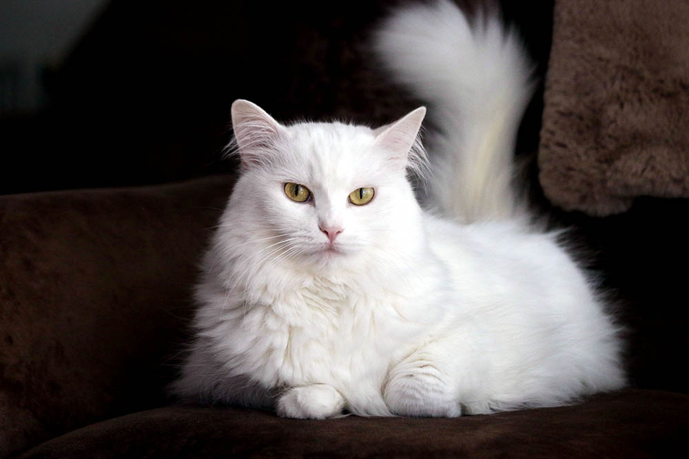 white Turkish angora