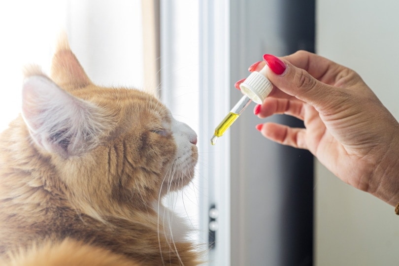 woman giving CBD oil to her cat