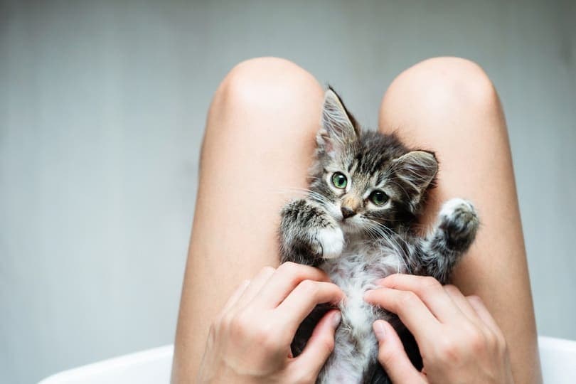 woman playing with kitten