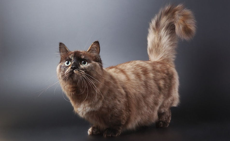 Presentation De 8 Races Et Couleurs De Chats Munchkin Hepper Presentation De 8 Races Et Couleurs De Chats Munchkin Hepper