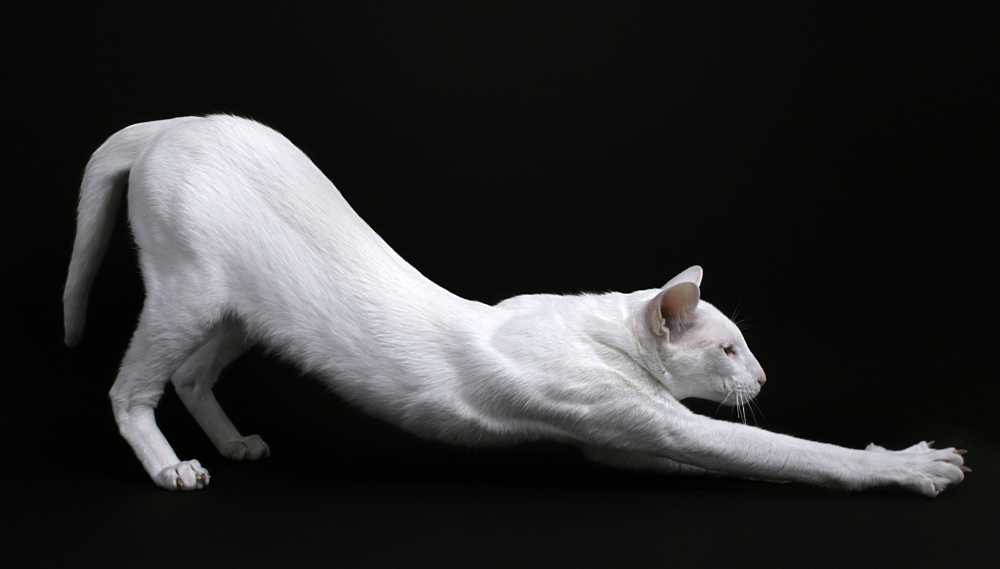 Foreign white stretching