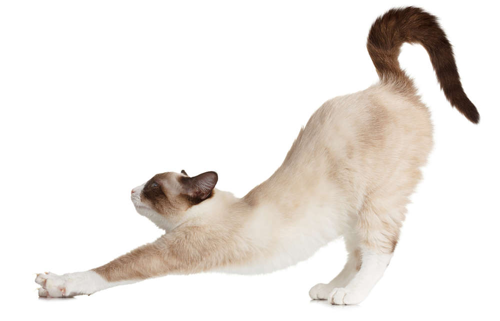 Mèo duỗi người, bị cô lập trên nền trắng