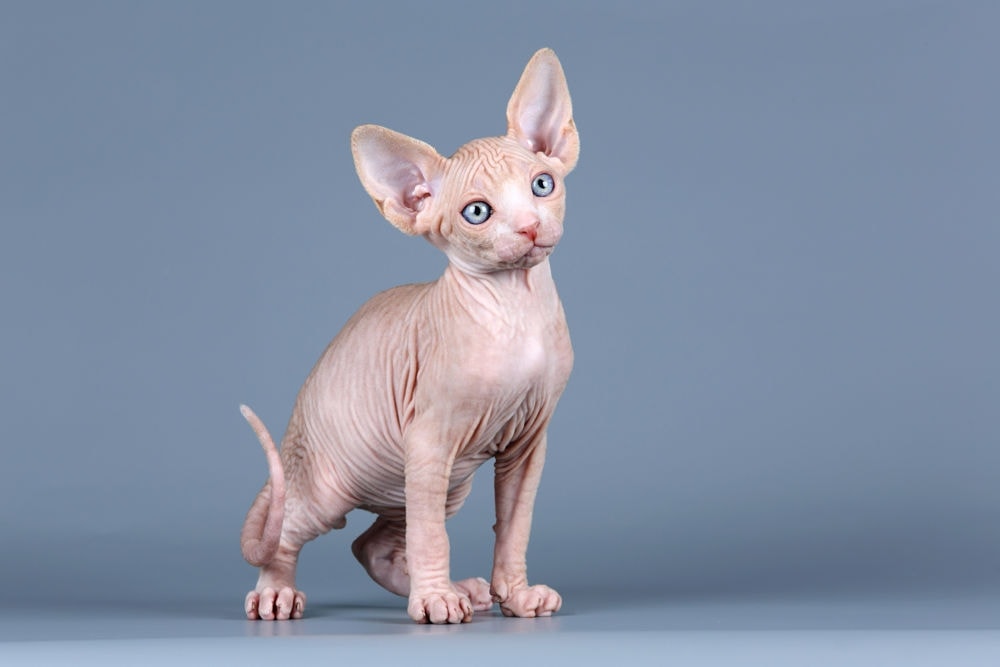 Customize Sphynx Hairless Cat Devon Rex Contrast Color -  Denmark