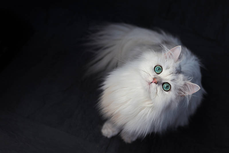 Chinchilla mèo trắng Động vật dễ thương lông mịn với màu xanh lá cây tươi sáng