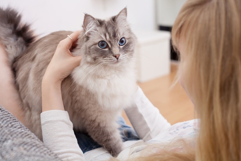 người phụ nữ trẻ với con mèo ragdoll trên đi văng