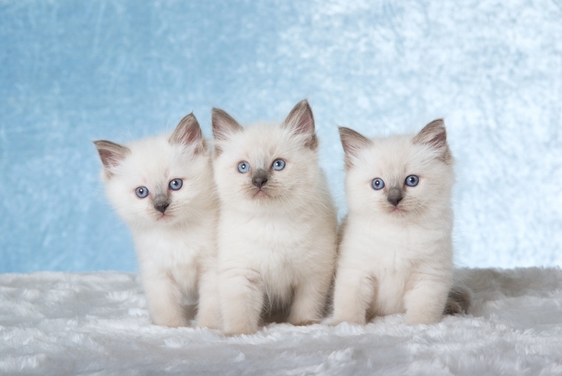 3 Cute Ragdoll kittens sitting on fake fur on blue background