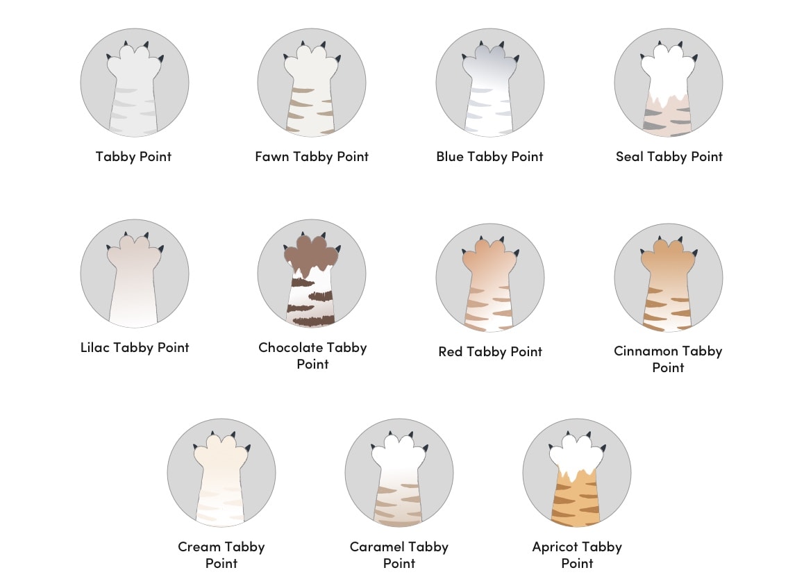 33 Siamese Cat Colors (With Color Chart) Hepper