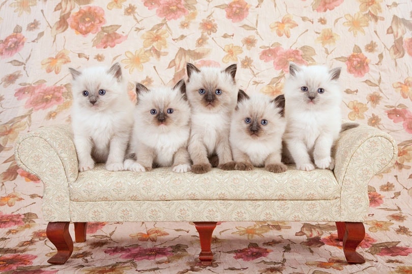 5 Ragdoll kittens on cream sofa couch