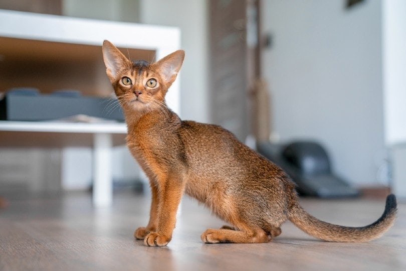 17 Cute Long-Haired Cat Breeds