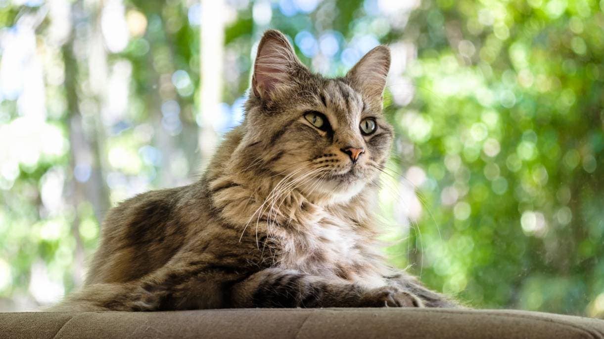 American Longhair side view