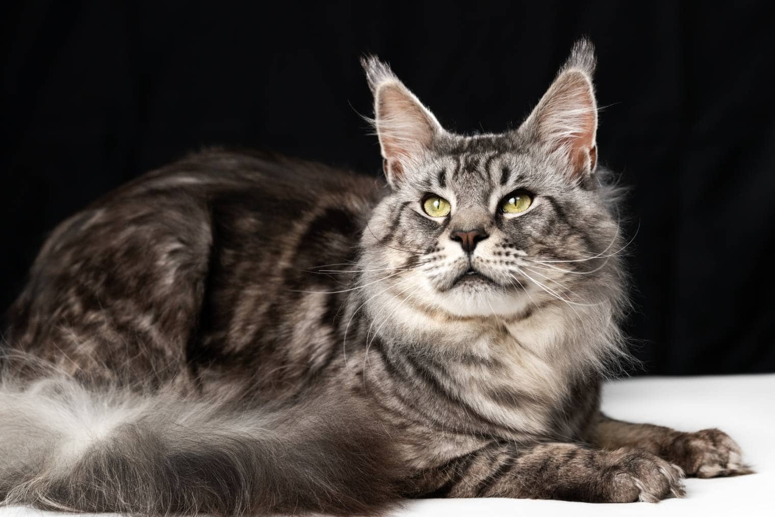 American longhair shop