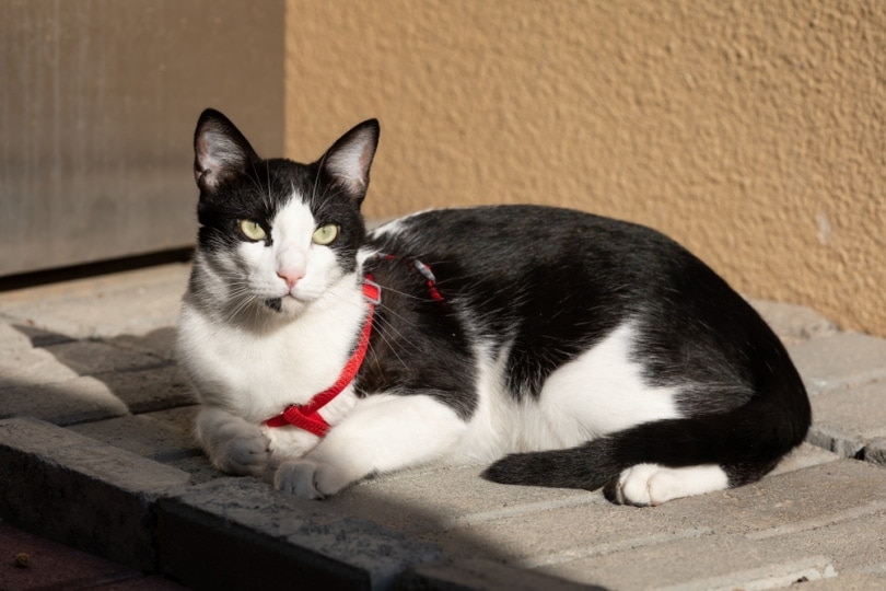 Arabian Mau basking in the sun