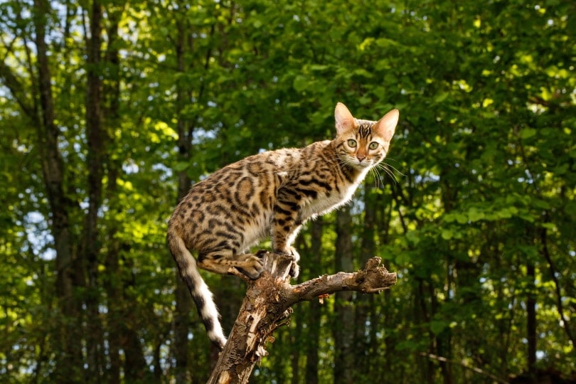 Gato bengalí en la punta de una rama seca.