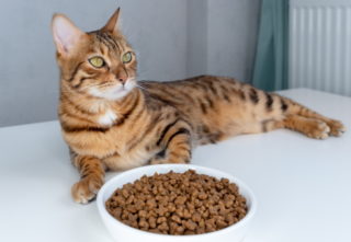 Bengal cat near food bowl