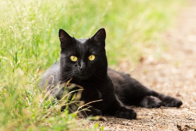 chân dung con mèo đen bombay