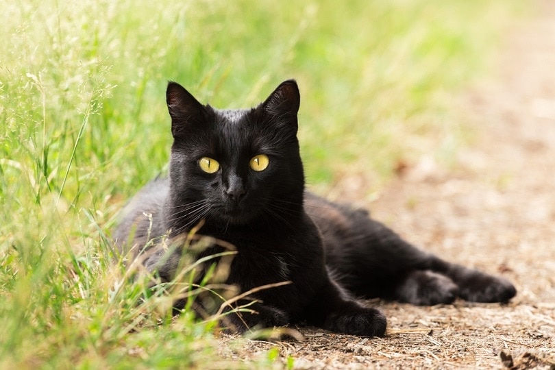 Halloween cat - Culture, Religion & Festivals Icons