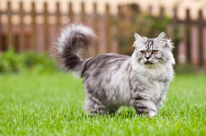 British longhair cat standing in a garden