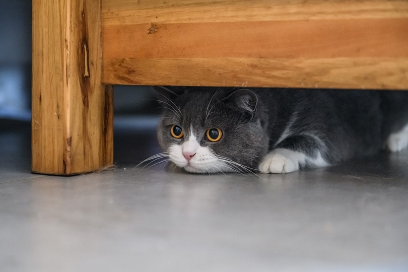 Mèo Anh lông ngắn trốn dưới gầm bàn