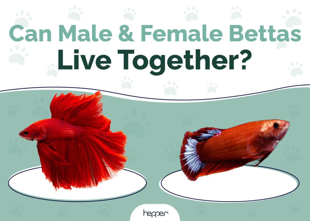 Can Male and Female Bettas Live Together